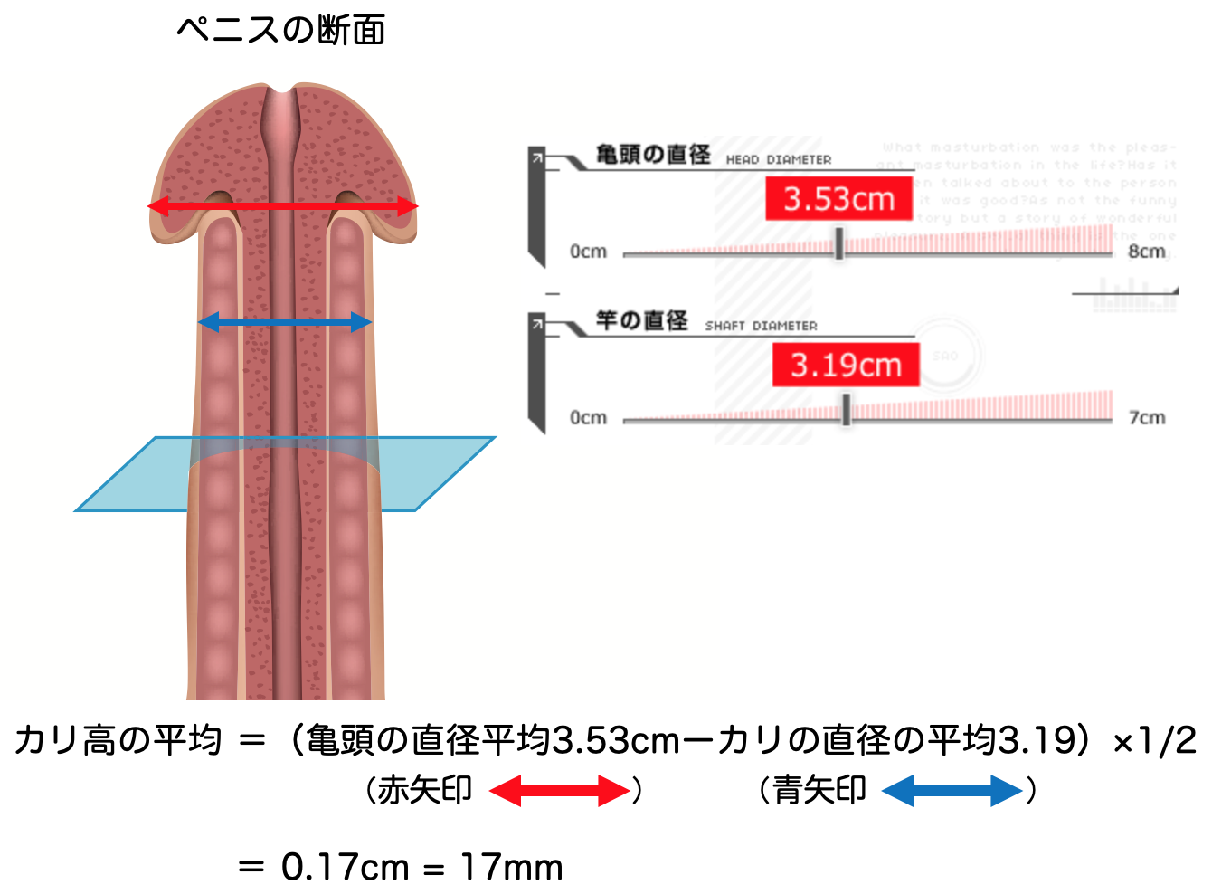 巨根サイズはどこから？】15cm以上、500円玉より太ければデカチンと言える｜あんしん通販コラム