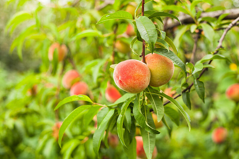 Download Peach Fruit