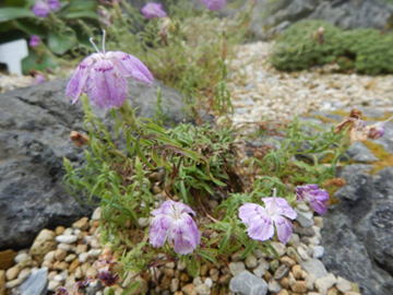 アムールナデシコ多年草花壇へ植えて「2020年のお花たち7～12月夏編」のアルバム-みんなの趣味の園芸1216663