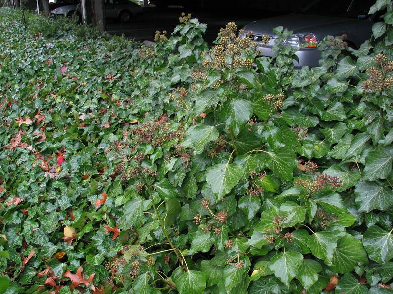 English Ivy (Hedera helix)