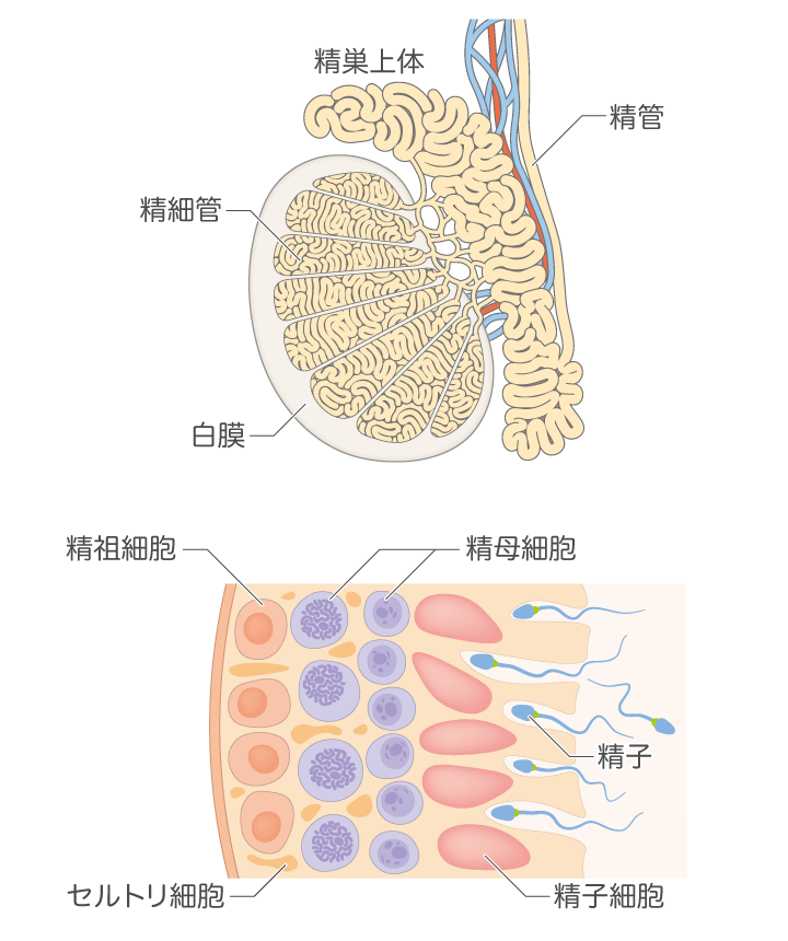 無精子症とは ｜ 男性不妊・メンズヘルス診療