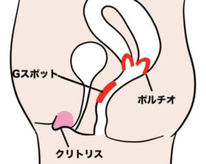 膣の位置は年齢で変わる！？上付き、下付きについて婦人科医に聞きました。 | ランドリーボックス