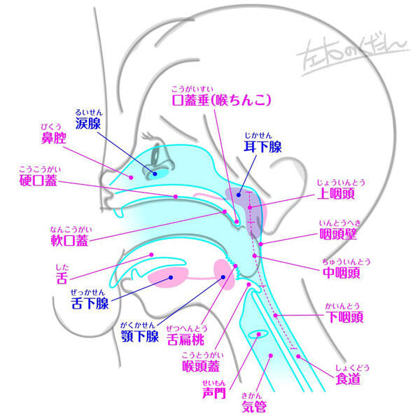 イラマチオとは？｜イラマチオ研究所