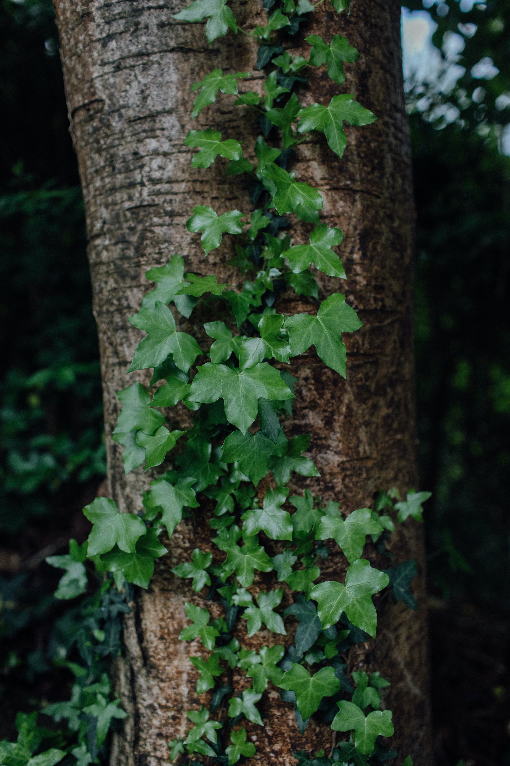 English Ivy