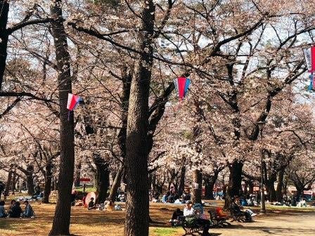 タイムカプセルの開き方 : 博物館標本が紬ぐ生物多様性の過去・現在・未来 (種生物学研究 ;