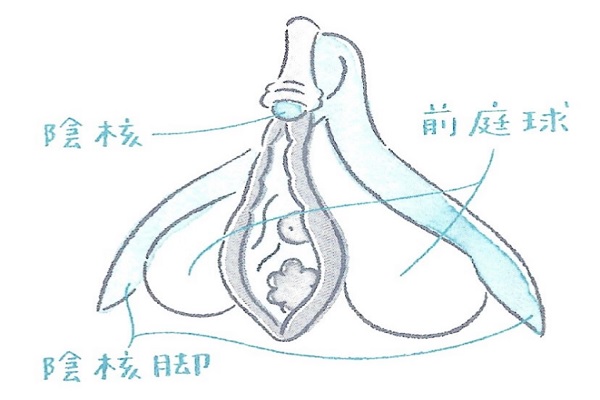 正しいクリトリスの触り方！過去イチの男と言わせる簡単テクも紹介｜駅ちか！風俗雑記帳