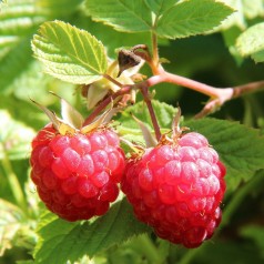 Rubus id.'Aroma Queen' (S)