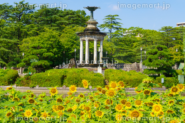 夏季鶴舞公園盛開的向日葵<愛知縣名古屋市>-照片素材（圖片） [92959770] - PIXTA圖庫