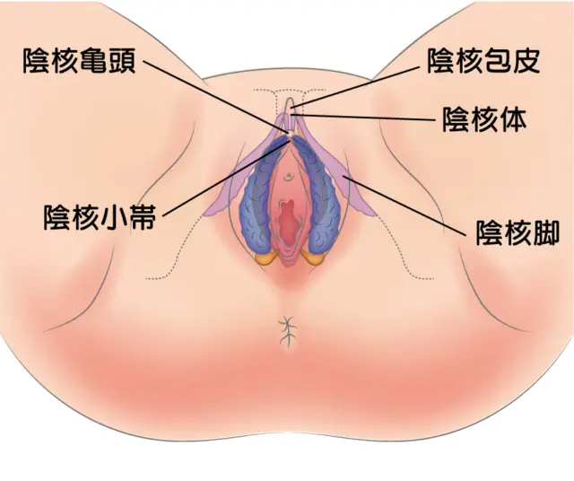 女性器の形や色が変？女性器の構造や悩みの改善方法について | 銀座みゆき通り美容外科の美容コラム ｜美容整形｜東京・中央区・銀座｜大阪・梅田