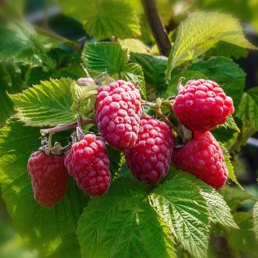 Image Red raspberry (Rubus