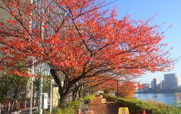 🍁奈良 室生川沿い『室生もみじ公園』～紅葉が綺麗なとっても小さな公園です。｜ぐるぐる