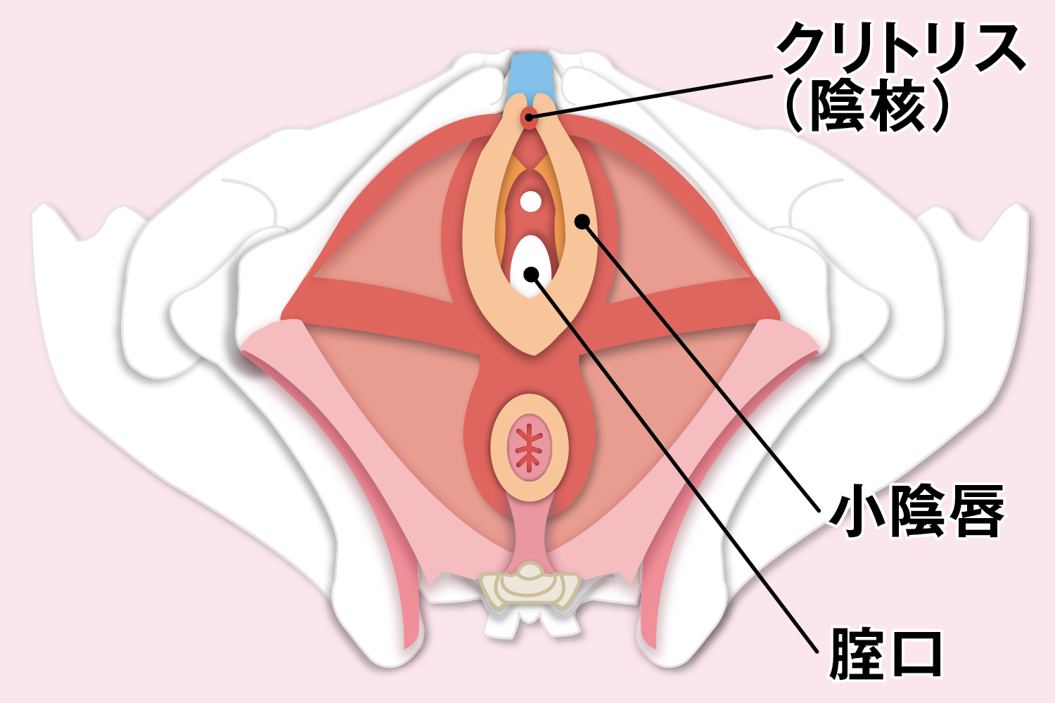 女性が感じる仕組みとは？オーガズムとスキーン腺の関係について解説 | コラム一覧｜  東京の婦人科形成・小陰唇縮小・婦人科形成（女性器形成）・包茎手術・膣ヒアルロン酸クリニック