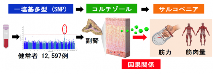 ストレスホルモン「コルチゾール」の働きとは！？ |健康管理検定 ：文部科学省後援