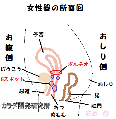 Amazon | ポルチオキッス～着床だも～ん～