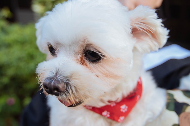 犬が飼い主にくっついてくる理由とは？犬が大好きな人に見せるサインと応え方を解説【獣医師監修】|ワンクォール