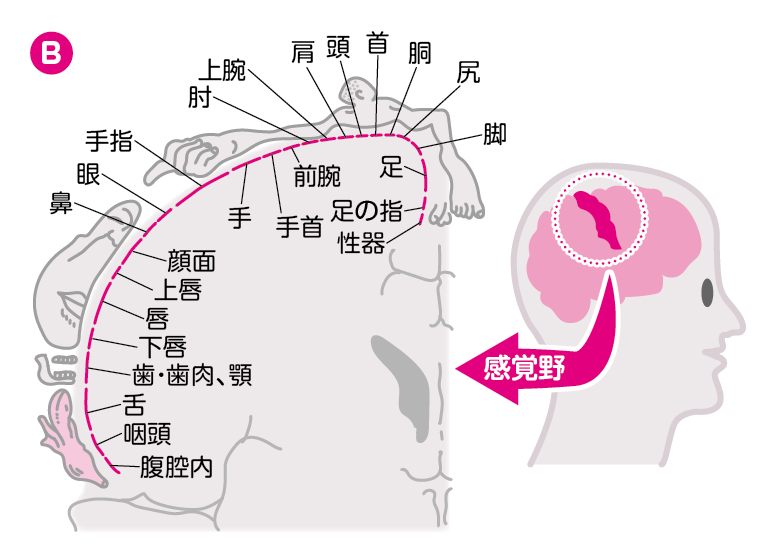 ツイートみて気になったのですがクリトリスと亀頭って同じ感覚何ですかね…？亀頭ってくすぐったいんですけ… | あんずちゃん