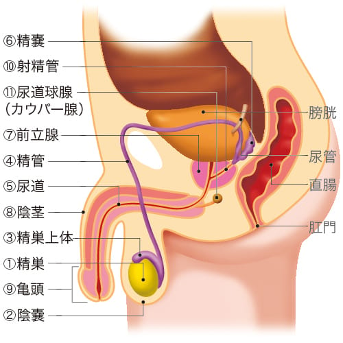 金玉の毛の処理方法｜正しい剃り方は？脱毛クリームやシェーバーなどちくちくしない方法を伝授！ | MOTEO