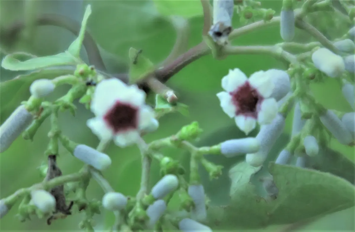 路傍の草樹花：サオトメバナ(早乙女花)の花 | kagawa1000seeのブログ