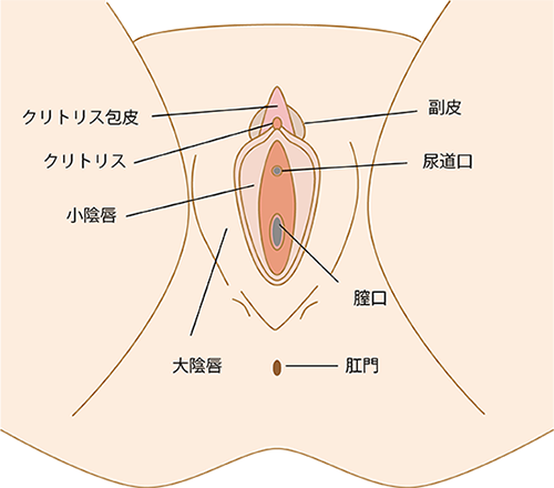 ポルチオセックスとは？やり方や位置を知って快感を引き出そう | Ray(レイ)