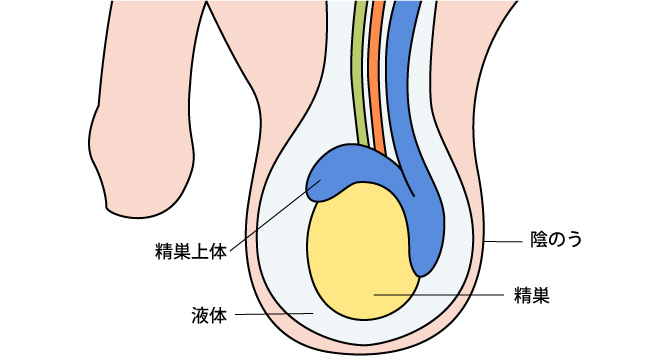 完璧なる陰嚢を求めて | WIRED.jp