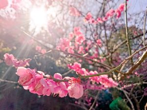 満開の桜をイメージした期間限定ルームで“お花見”を／ザ ロイヤルパーク キャンバス