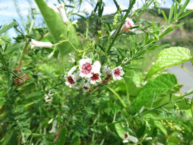 🍃灸ばな・早乙女花🍃, 　　　　　　(ヘクソカズラ), 散歩道で２〜３日前から気掛りなお花を撮ってPOSTです。小花で,