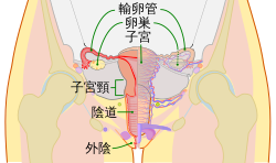 小陰唇の形でまんこがキレイにも、汚くにも・・・ - 真性クリトリス包茎 マンコ