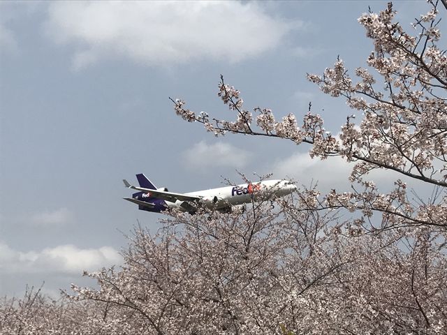 成田市さくらの山の桜（成田市） - お花見2024 - ウォーカープラス