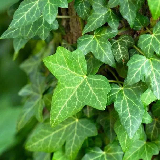 Hedera helix Pittsburgh -