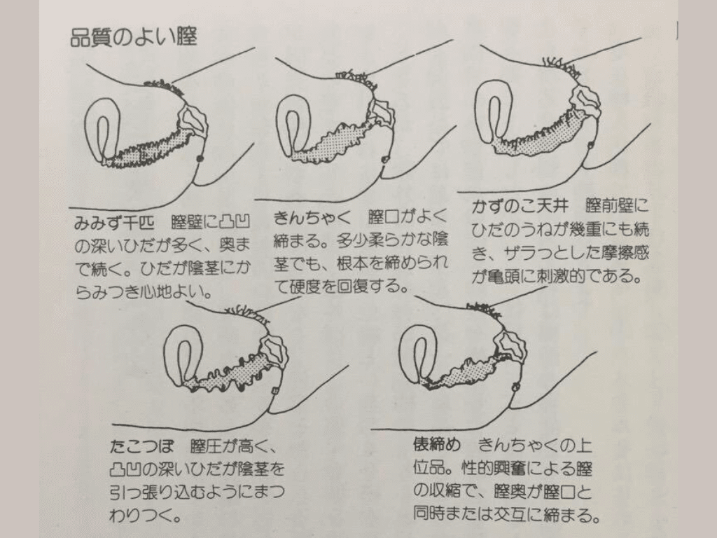 世の中の「いろいろなまんこ」があるの知ってた？人気のまんこをまとめてみた！ | Trip-Partner[トリップパートナー]