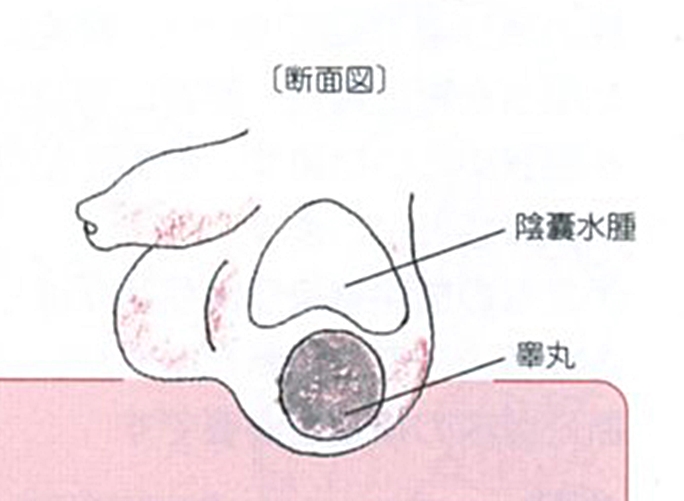 金玉（睾丸）の脱毛も行った方が良い？金玉を脱毛するメリットとは？ - 【公式】メンズトータルエステサロン ZELMO(ゼルモ)