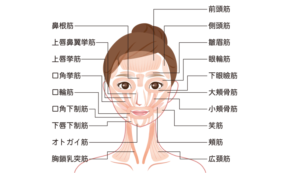 決定版】1回目から効く小顔矯正エステおすすめBEST5！あなたの顔が大きく見える原因はエステ解決できる？ | SlimMagazine