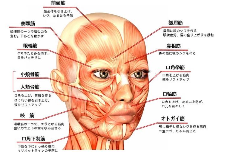 エステサロンでのEMS活用は「EMS+痩身機器」の組み合わせで効果アップ！ │ お役立ちブログ「コアラボ」