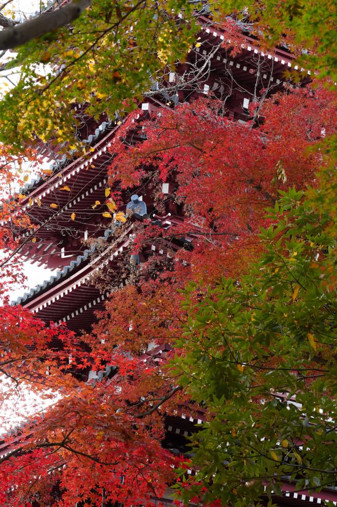 2024年]広島県内の紅葉スポット18選 名所や見ごろ時期など一挙紹介｜広島観光情報総合サイト 旅やか広島