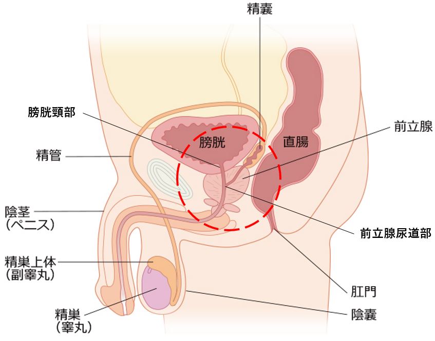 男の潮吹き」の真実 ～被験者が語る潮吹きのやり方～ - TENGAヘルスケア プロダクトサイト