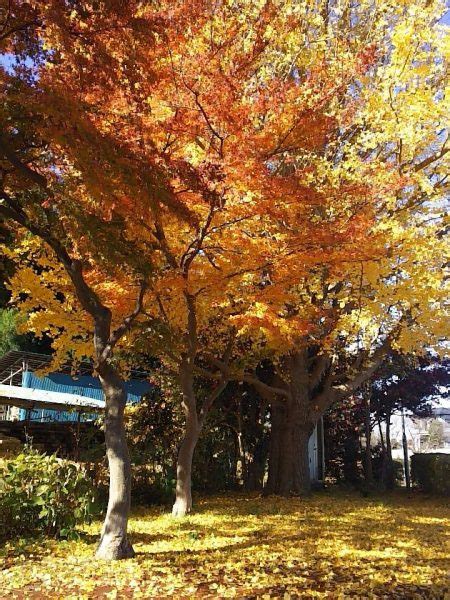 栃木：平成の時代にはたくさんあった本サロ ～ニッポンの裏風俗～ - メンズサイゾー