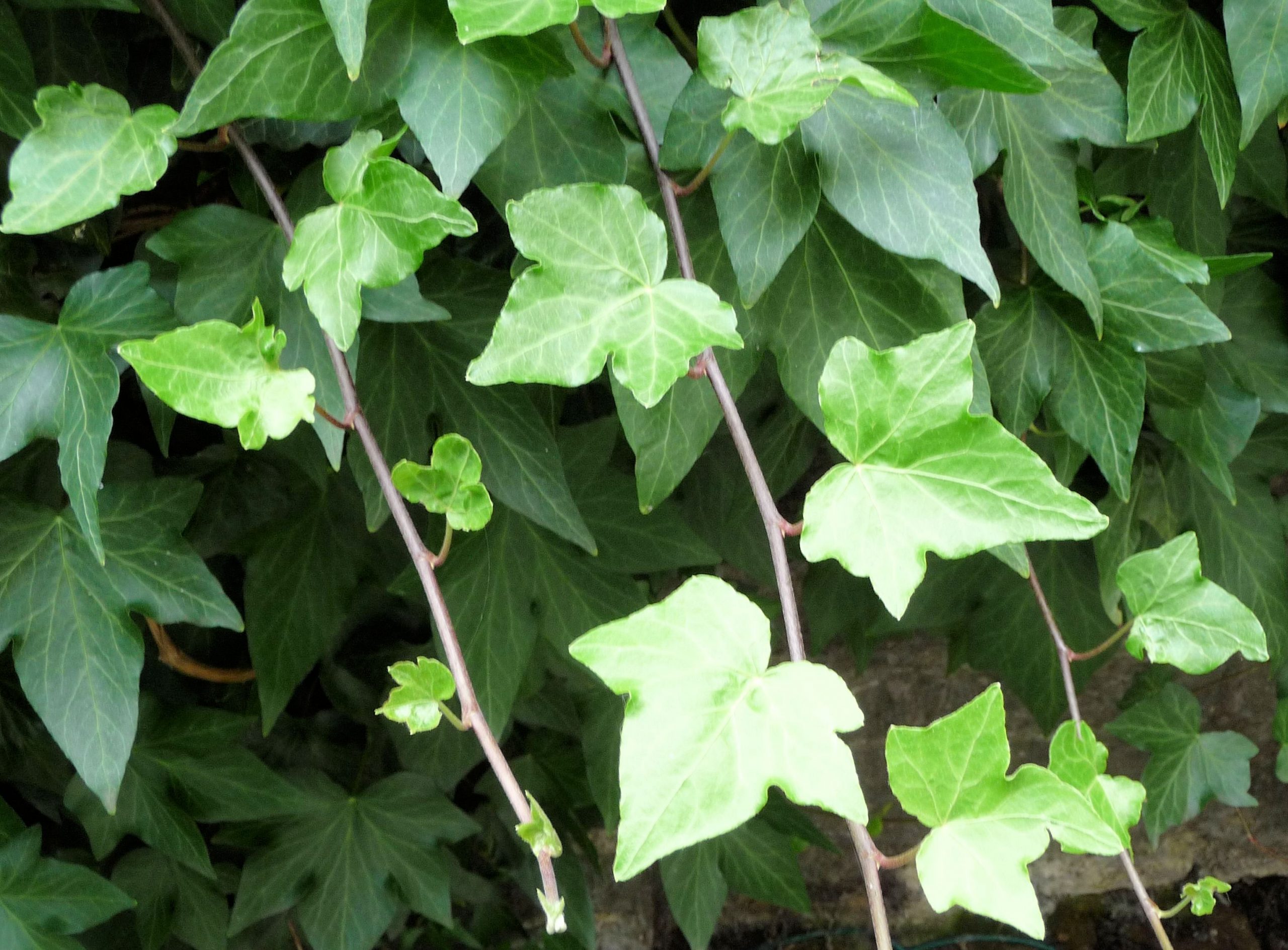 Ivy - Hedera helix |