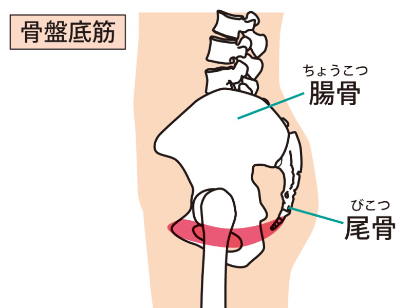 アネロスを動かす筋肉「PC筋（骨盤底筋）」のトレーニングの仕方 | アネドラ