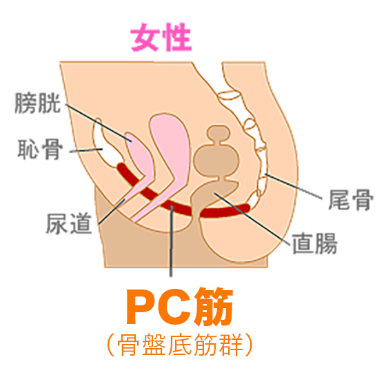 PC・ＢＣ筋（Kegel)を鍛える。