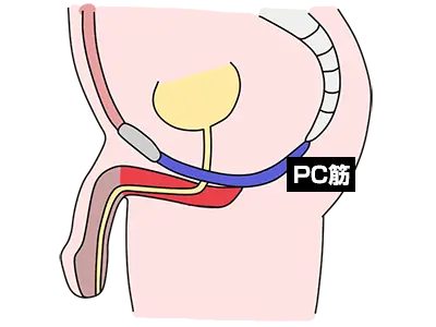 アネロスを動かす筋肉「PC筋（骨盤底筋）」のトレーニングの仕方 | アネドラ