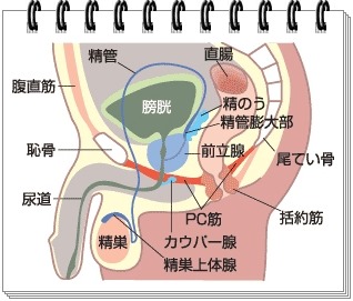 男のエナジーオーガズム！ 妄想でイク「脳イキ」のやり方 |