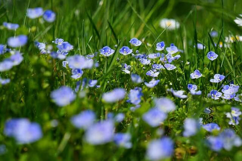 ベロニカ(ヴェロニカ)の花言葉は怖い？白・ピンク・青・紫や種類別の意味｜由来や効能も | SPI-LOG