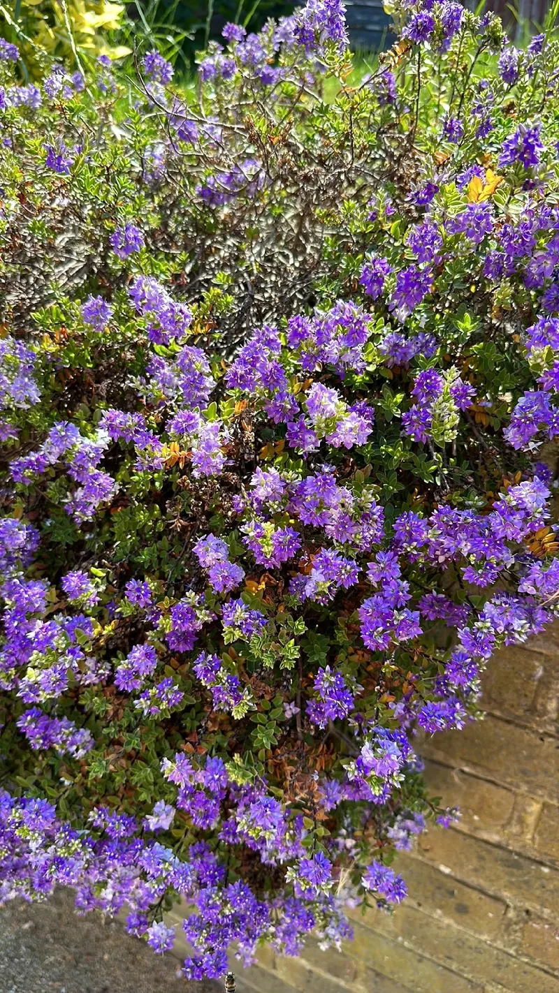 ベロニカとは｜育て方がわかる植物図鑑｜みんなの趣味の園芸（NHK出版）