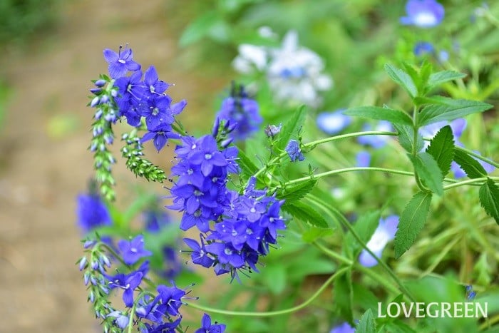 ベロニカの花言葉と由来 | 花言葉.net